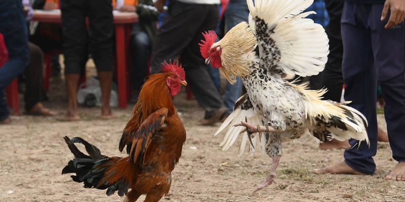 Chơi đá gà hãy cảnh giác cao