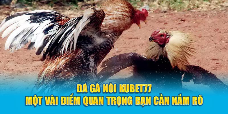 Đá Gà Nòi Kubet77 - Một Vài Điểm Quan Trọng Cần Nắm Rõ